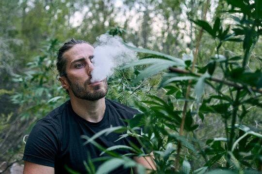 đá gà trực tiếp thomo c1 c2 c3 live streaming guide and are blu e cigarettes safe explained with expert tips